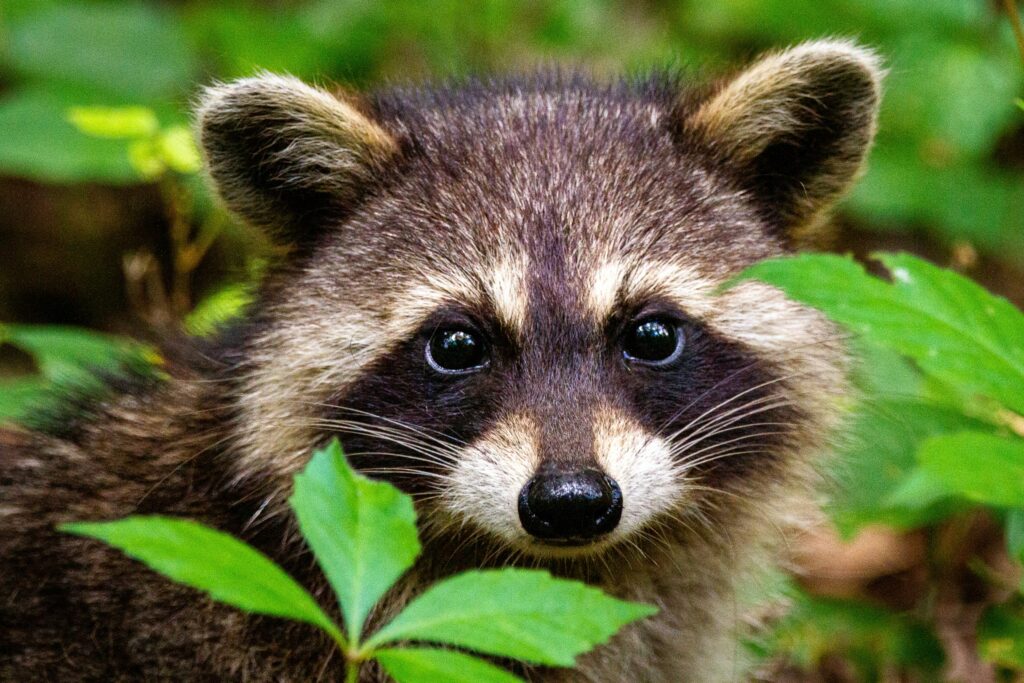 Raccoon